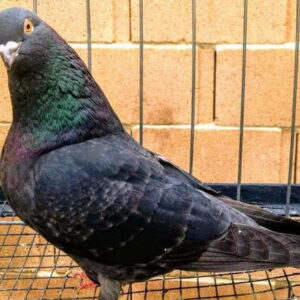 Color Blue Check Cock, Bred by Bobby Wilson